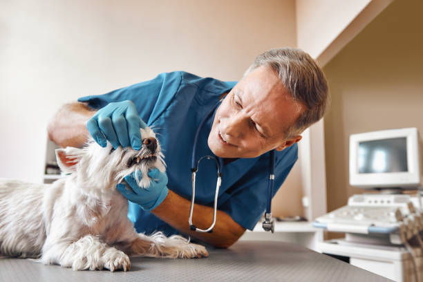 Best Emergency Gum Treatment in Parker, AZ